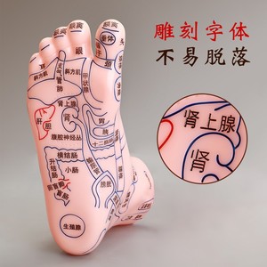 Modelo de meridianos plantares Yu Ruitong, tamaño estándar, PVC, reutilizable, ayuda didáctica para acupuntura - Product Image 2