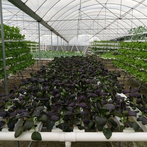 Système de culture hydroponique agricole pour légumes-feuilles, chou frisé, <span class=keywords><strong>basilic</strong></span> - Product Image 2