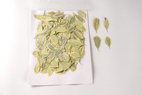 12 pièces/sac Feuilles d'euonyme dorées pressées, plantes botaniques