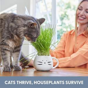 Petlinks sgranocchiare <span class=keywords><strong>Licious</strong></span> erba di gatto biologico invasatura Soilless coltura dell'acqua piantando scatola di grano Chia piastra di coltivazione giardino casa - Product Image 4