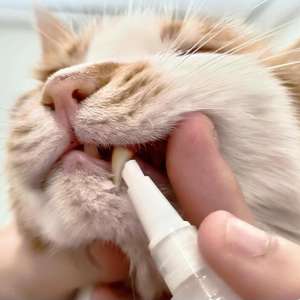 पालतू दांत साफ करने वाले पेन कुत्ते बिल्ली टार्टर पट्टिका को हटाने की ताजा सांस साफ दांत डिओडोरेंट गैर विषैले पालतू पशु मौखिक देखभाल - Product Image 4