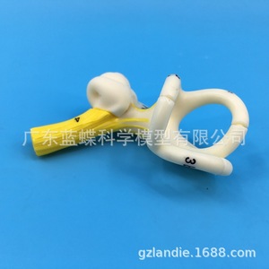 Modèle anatomique des canaux semi-circulaires de l'oreille humaine, cochléea, canal semi-circulaire, oreille interne, modèle d'oreille, modèle du labyrinthe auditif - Product Image 1