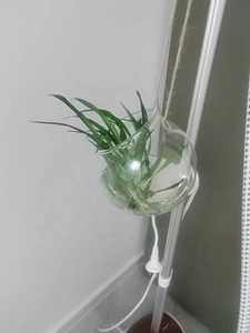 Macetas colgantes Terrarios de vidrio Plantas de aire redondas Contenedores de pared Suculentas Globo de vidrio Orbes para regalo de decoración de Navidad - Product Image 3