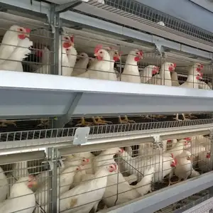 המניה עוף פרויקט הזנה אוטומטית מערכת עופות מגולוון סוללה ביצת שכבה יצוא עוף כלובי עבור 1000-50000 תרנגולות