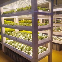 Plateau de germination flottant personnalisé pour l'agriculture hydroponique Microgreen Plateau thermoformé pour le formage sous vide