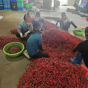 Chile fresco de Vietnam, proveedor mayorista, exportador a granel, chile rojo agrícola de alta calidad para compradores internacionales - Product Image 4
