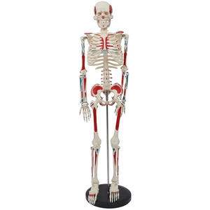 Maniquí de PVC DARHMMY de 85 cm <span class=keywords><strong>con</strong></span> Esqueleto de <span class=keywords><strong>Cuerpo</strong></span> Completo, Músculos Numerados <span class=keywords><strong>y</strong></span> Columna Vertebral Detallada para Enseñanza Médica - Product Image 1