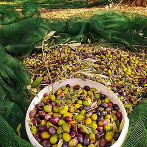 Hot bán <span class=keywords><strong>Olive</strong></span> trái cây Bộ sưu tập lưới phổ biến 4x8m 6x12m màu xanh lá cây <span class=keywords><strong>HDPE</strong></span> Mono <span class=keywords><strong>Olive</strong></span> <span class=keywords><strong>Net</strong></span> Cây Ô Liu thu hoạch <span class=keywords><strong>Net</strong></span> - Product Image 1