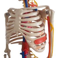 Modèle de squelette anatomique humain demi-taille modèle en plastique de science médicale avec des os détaillés pour l'éducation et la formation