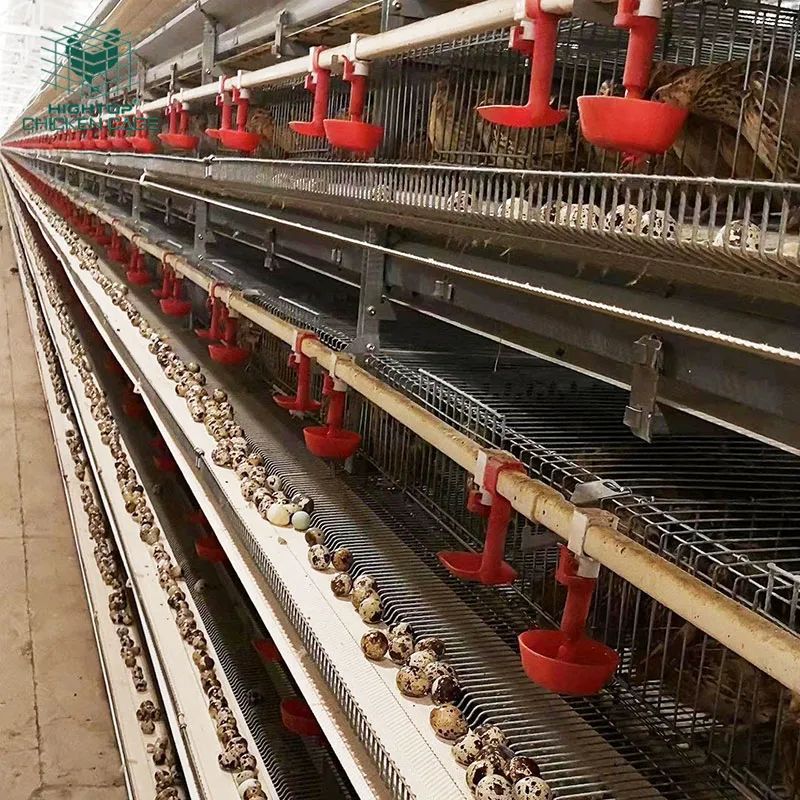 Quail Breeding Laying Equipment Commercial H Type Metal Quail Cages System Automatic Feeding For Sale