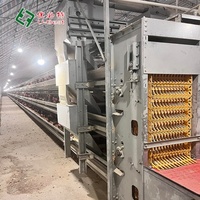 Nouvelles cages verticales automatiques en acier pour l'élevage de poulets de chair avec plans de construction pour ferme avicole