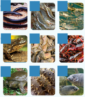 Acide biliaire d'aquaculture, crabe de poisson améliore la Digestion, supplément nutritif, additif alimentaire