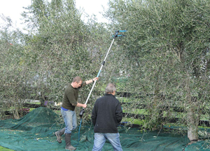 Secoueur d'oliviers professionnel à vendre - Product Image 6