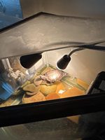 Lámpara Solar de Espectro Completo UVA + UVB, Lámpara de Calor para Reptiles, Dragones Barbudos y Camaleones