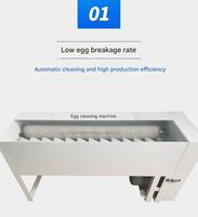 Machine à laver les œufs automatique Birui avec brosse en acier inoxydable 304 pour les magasins alimentaires