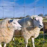 Clôture de ferme en treillis métallique galvanisé haute durabilité, facile à assembler, pour bétail, moutons, cerfs, clôture de champ, mailles carrées, filet en fer