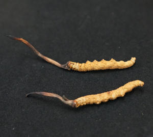 Jamur Kering Berkualitas Tinggi <span class=keywords><strong>Cordyceps</strong></span> Sinensis Liar - Product Image 5