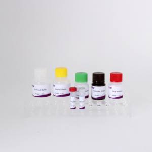Kit <span class=keywords><strong>ELISA</strong></span> indirect pour l'herpèsvirus équin |   <span class=keywords><strong>Test</strong></span> d'anticorps EHV-1/EHV-4 |   Kit de diagnostic vétérinaire 96T - Product Image 6