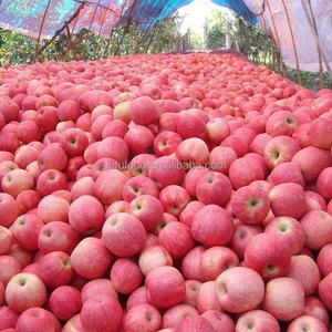 Pommes Fuji Biologiques Fraîches Nouvelle <span class=keywords><strong>Saison</strong></span> Huaniu Star Rouge Couleur Croustillante Goût Sucré Yantai Shandong Grade 1 Carton de 10kg/20kg - Product Image 5