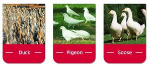 Concentrés de prémélanges de haute qualité Meilleure Offre Spéciale Aliments spéciaux pour canards, poulets, porcs Vitamines incluses Prix bas - Product Image 3