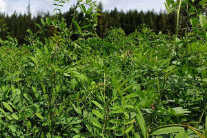 Tinte para el Cabello Semipermanente Natural Azul Intenso de la Marca LAVARSH, Sin Químicos, en Polvo de Índigo, Paquete de 100g, Más Vendido - Product Image 3