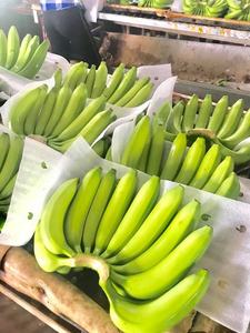 กล้วย/ราคาขายกล้วยสด/กล้วยสดคุณภาพสูงจากเวียดนาม - Product Image 5