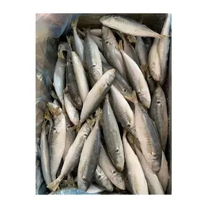 Frozen round scad per la vendita round scad prezzo all'ingrosso prezzo rotondo scad pesce cina esportato