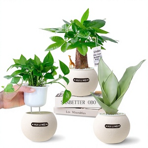 Arbre à Argent Pothos : Plantes Hydroponiques à Faible Entretien - Auto-Arrosantes, Compactes, pour Intérieur, Style Luxe, Ambiance Premium - Product Image 1