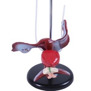 Modell des weiblichen Harn systems Blasen-und Harnleiter struktur für Biologie und medizinische Lehre - Product Image 2