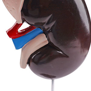 Modelo biológico de tamaño natural, modelo de enseñanza de riñón humano, modelo de riñón de una parte - Product Image 4