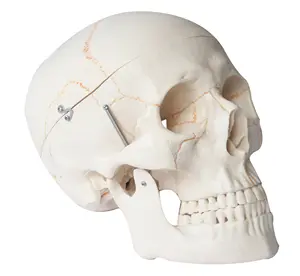 Tıbbi öğretim insan anatomik modeli insan numaralı yaşam boyutu kafatası modeli