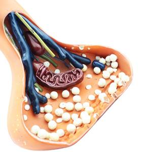 Modelo de enseñanza médica, modelo de sinapsis nerviosa para Neurociencia y educación anatómica - Product Image 4