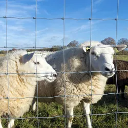 Economical Low Carbon Steel <b>Wire</b> Galvanized Crimped Technique Square Holes Livestock Fence Panels for Farm Animal Protection - Product Image 3