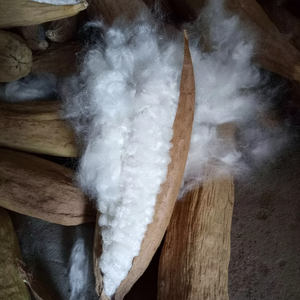 Venta al por mayor 100% fibra de kapok natural de alta calidad almohada de kapok sin blanquear relleno de colchón Vietnam crudo para material de relleno - Product Image 1