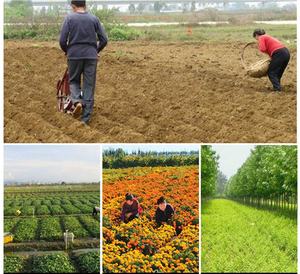 <span class=keywords><strong>Trapiantatrice</strong></span> di Alta Qualità per Semenzali, Attrezzo Agricolo per Scavare e Trapiantare <span class=keywords><strong>Piantine</strong></span> - Product Image 6