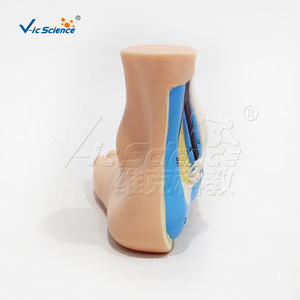 Modelo de pie normal natural, demostración de la anatomía del arco del pie, para uso en la enseñanza de rehabilitación en escuelas de medicina. - Product Image 4