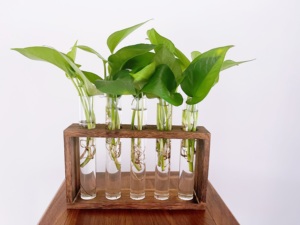 Plantes aquatiques support de plantes <span class=keywords><strong>en</strong></span> <span class=keywords><strong>bois</strong></span> Terrarium avec 5 tubes <span class=keywords><strong>en</strong></span> verre jardinière de bureau hydroponique - Product Image 5
