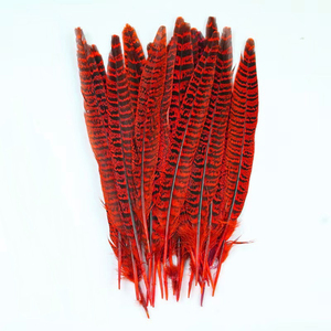 ขนหางไก่ฟ้าห่วงคอ ขนาด <span class=keywords><strong>20</strong></span>-25 ซม. สีธรรมชาติ - Product Image 4