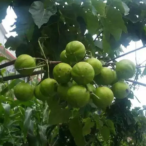 1L Cuit Tung Huile Bois Peinture Anti-corrosion Bois Cire Huile CAS 8001 - Product Image 6