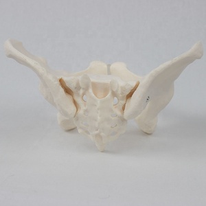 Vente en gros de modèles d'enseignement scientifique médical : Modèles osseux féminins, Modèles squelettiques de la région pelvienne féminine CE/ISO - Product Image 4