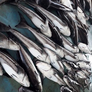 ปลาโคเบียสดแช่เย็น HGT headless gutted หางตัดอาหารทะเลสำหรับการจัดหาจำนวนมากขายส่งการส่งออก - Product Image 4