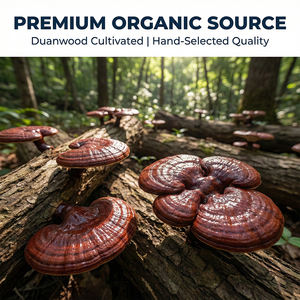 Extrait naturel de Ganoderma Lucidum à haute teneur en polysaccharides et triterpénides, qualité alimentaire, culture sauvage, soluble dans l'eau - Product Image 3