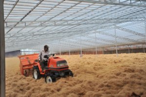 Fibra de Coco Premium Marrón Dorado en Pacas de 100 kg, Materia Prima Natural Ecológica para Relleno de Colchones y Sofás, Uso en Horticultura y Manualidades - Product Image 5