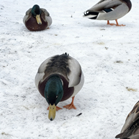 Leurre de canard à ailes vertes réaliste personnalisé en usine, modèle de simulation imperméable pour la chasse tactique en extérieur et les gibiers d'eau