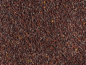Graines de moutarde de qualité supérieure, nettoyées et traitées à la machine, 100 % graines de coton pour l'extraction d'huile de cuisson et les épices, disponibles en gros - Product Image 3