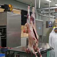 Ligne complète d'abattage de bovins et de moutons, équipement de boucherie pour abattoir