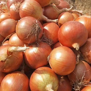 Cebolla amarilla orgánica de 3-6cm, producto de exportación de verduras frescas, cebolla amarilla al por mayor en venta - Product Image 3