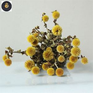 M039 decoración rústica de boda <span class=keywords><strong>echinops</strong></span> secas naturales cardo globo conservado minimalista flor de cardo azul para ramos de jarrón - Product Image 3