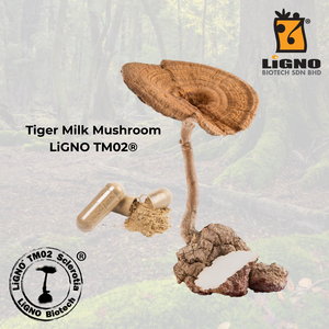 สารสกัดผงผสมไทเกอร์มิลค์มิชรูน LiGNO TM02 สำหรับเครื่องดื่มเสริมอาหารและวัตถุดิบอาหารเสริม - Product Image 1