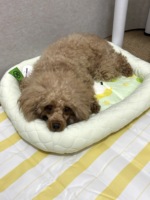 Vente en gros OEM, logo personnalisé, marque privée, fournisseur d'articles pour animaux, commande en gros, MOQ, lit pour lapin et chat en laine douce lavable pour chats et petits chiens